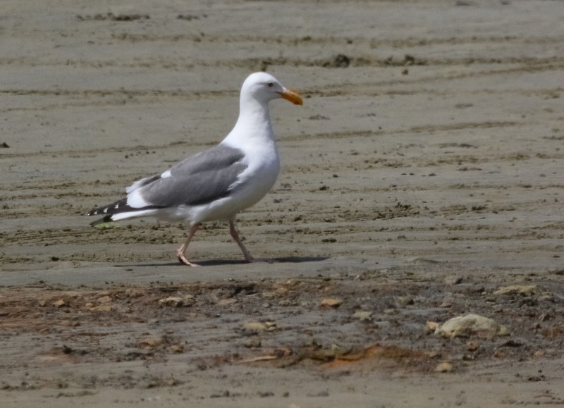 Gaviota Occidental - ML457326031