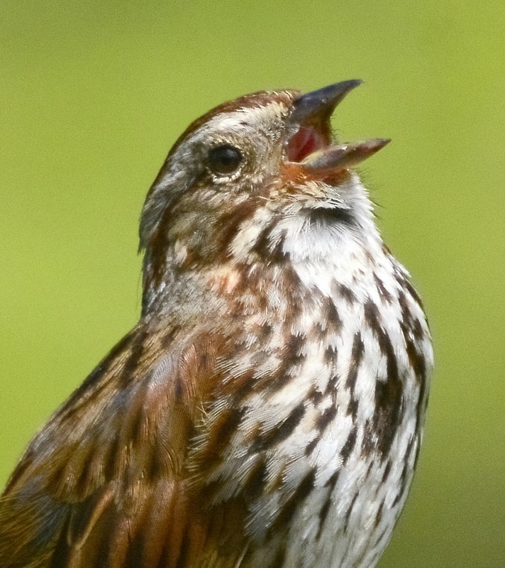 Song Sparrow - ML457326161