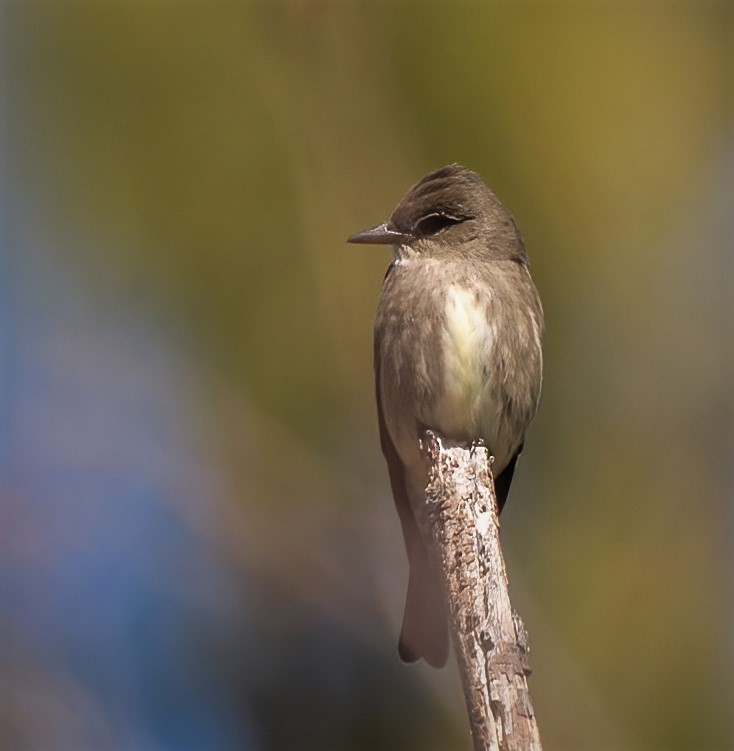 Olive-sided Flycatcher - ML457326941