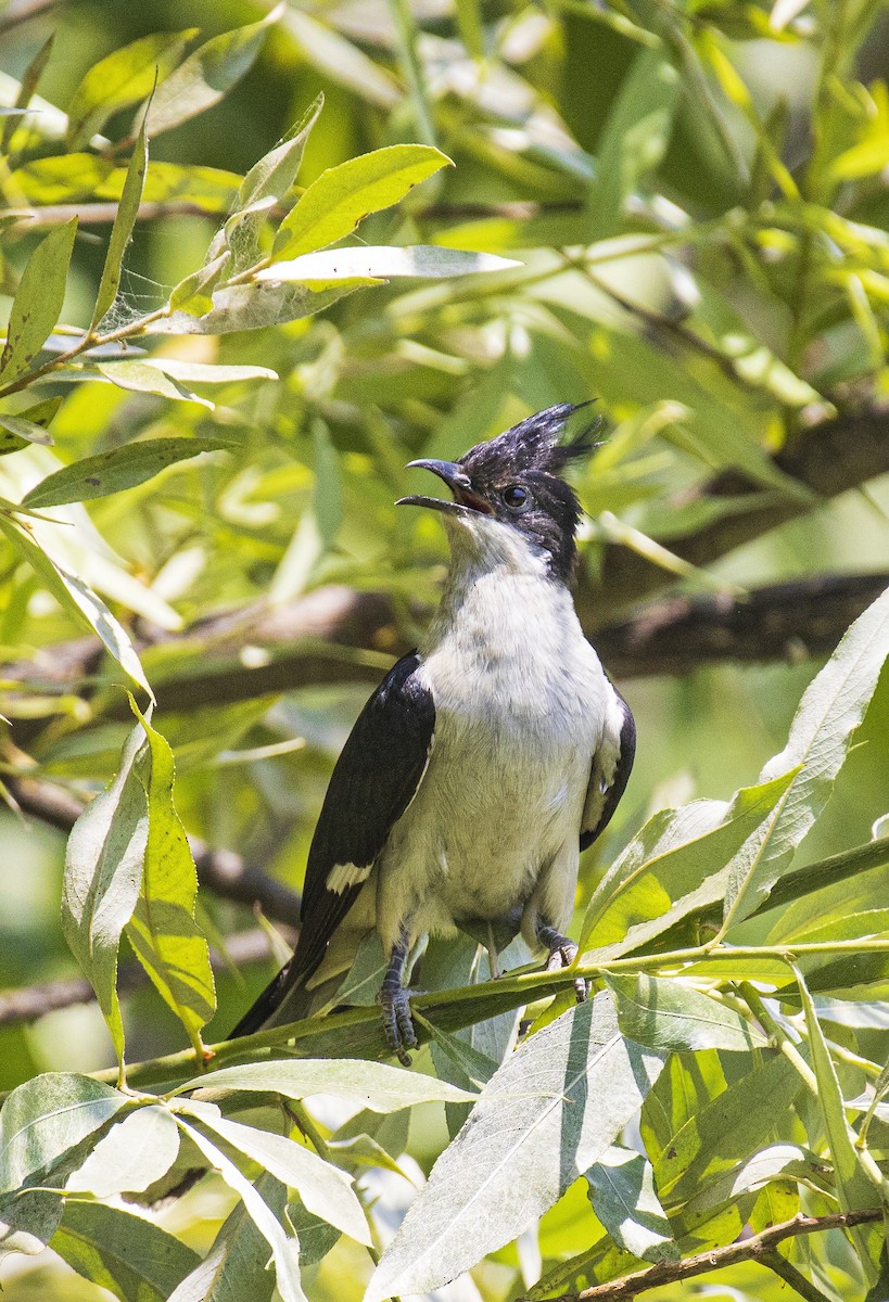 斑翅鳳頭鵑 - ML457328141