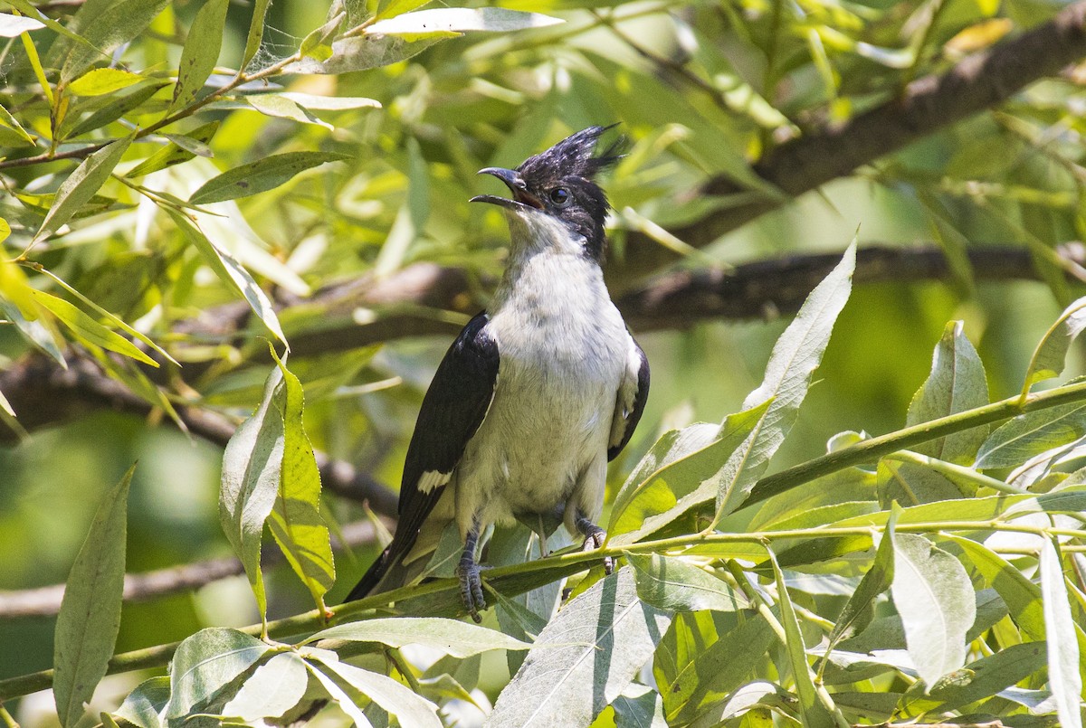 Pied Cuckoo - ML457328301