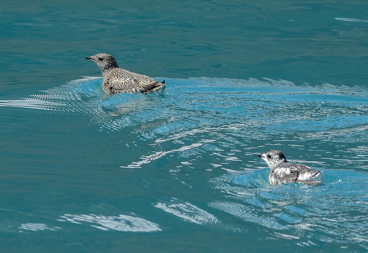 Kittlitz's Murrelet - ML457328401