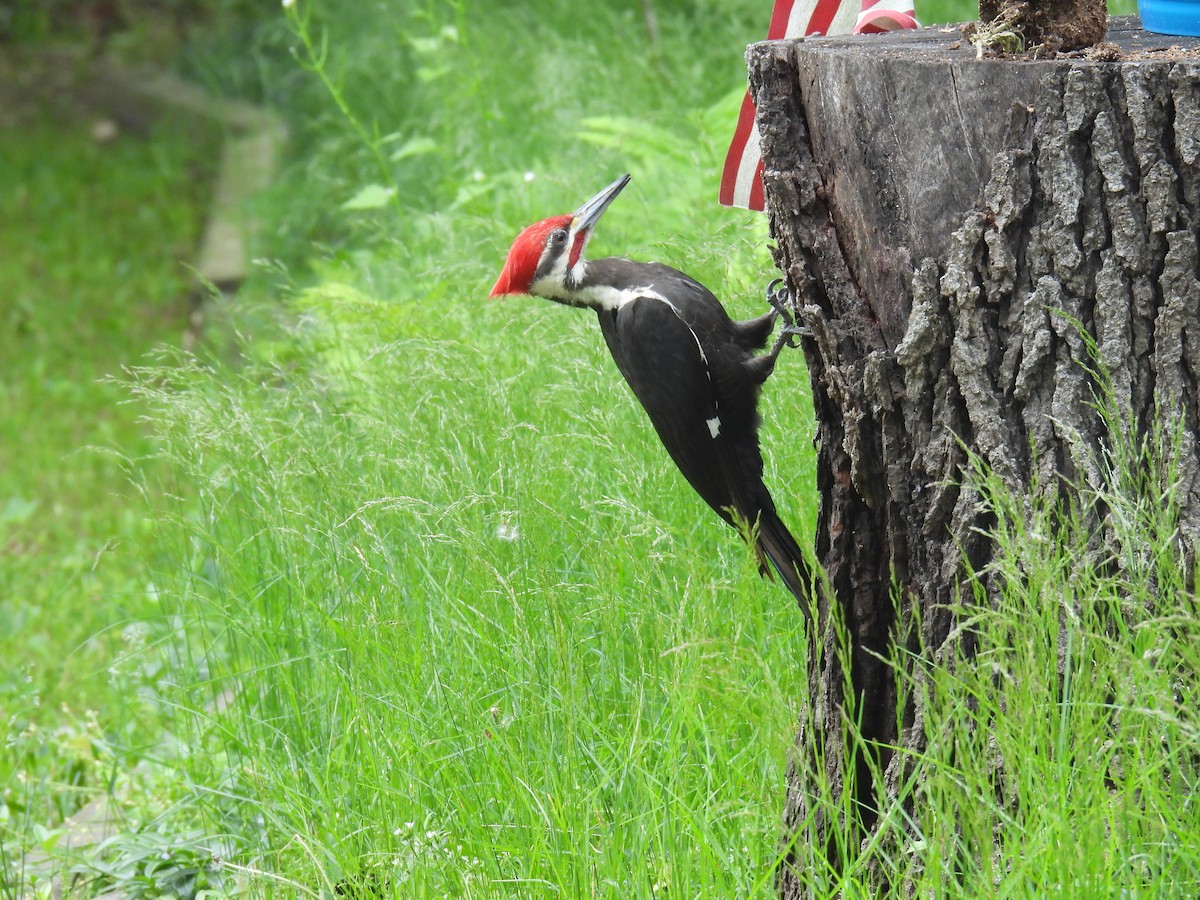Pileated Woodpecker - ML457330401