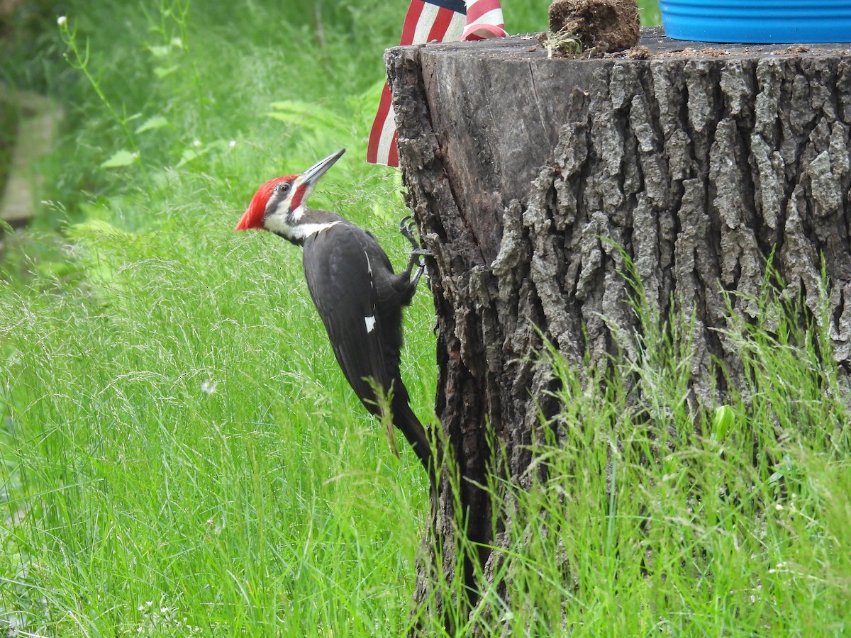 Pileated Woodpecker - ML457330421