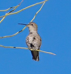 Black-chinned Hummingbird - ML457330891