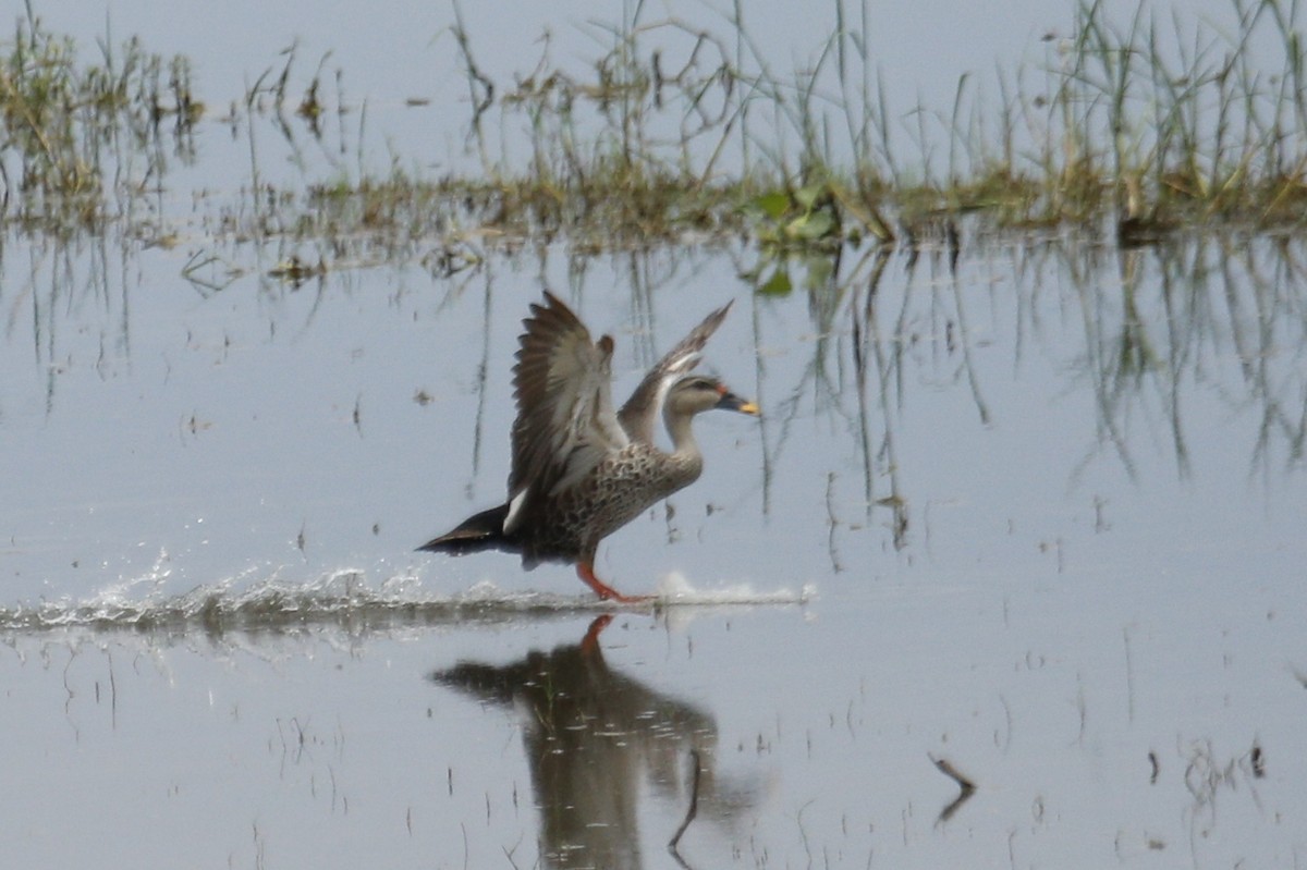 Indian Spot-billed Duck - ML457331091