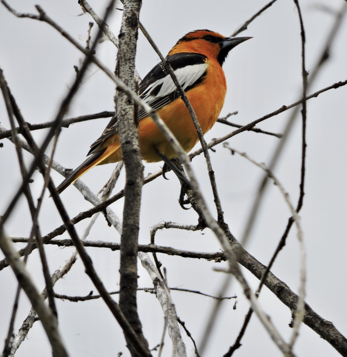 Bullock's Oriole - ML457332631