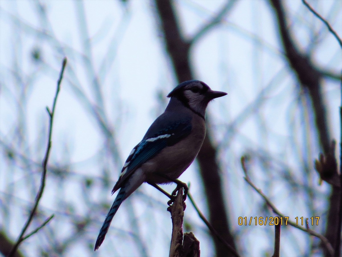 Blue Jay - ML45733281