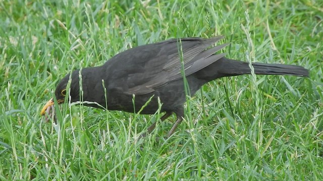 Eurasian Blackbird - ML457333861