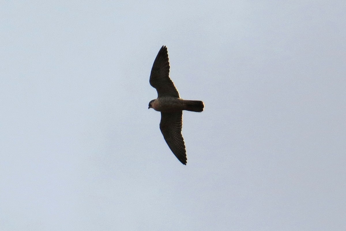 Эгэл шонхор - ML45733441