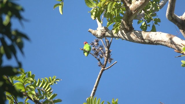 Double-eyed Fig-Parrot (Double-eyed) - ML457336701