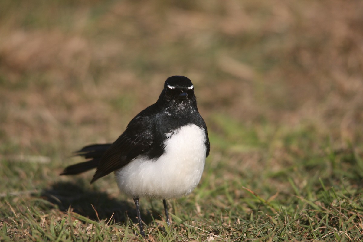 Willie-wagtail - ML457336741