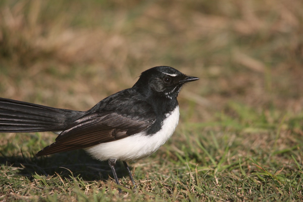 Willie-wagtail - ML457336751