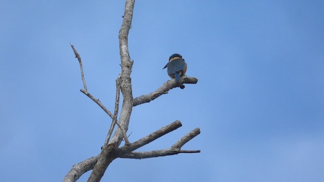 Sacred Kingfisher (Australasian) - ML457337371