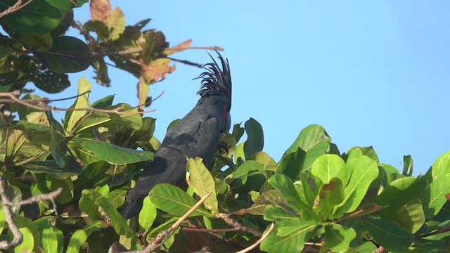 Cacatoès noir - ML457338611