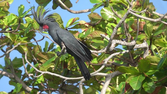 Cacatúa Enlutada - ML457339721