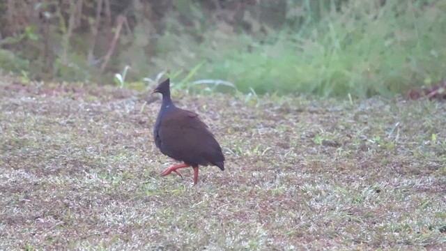 Rotbein-Großfußhuhn - ML457340191