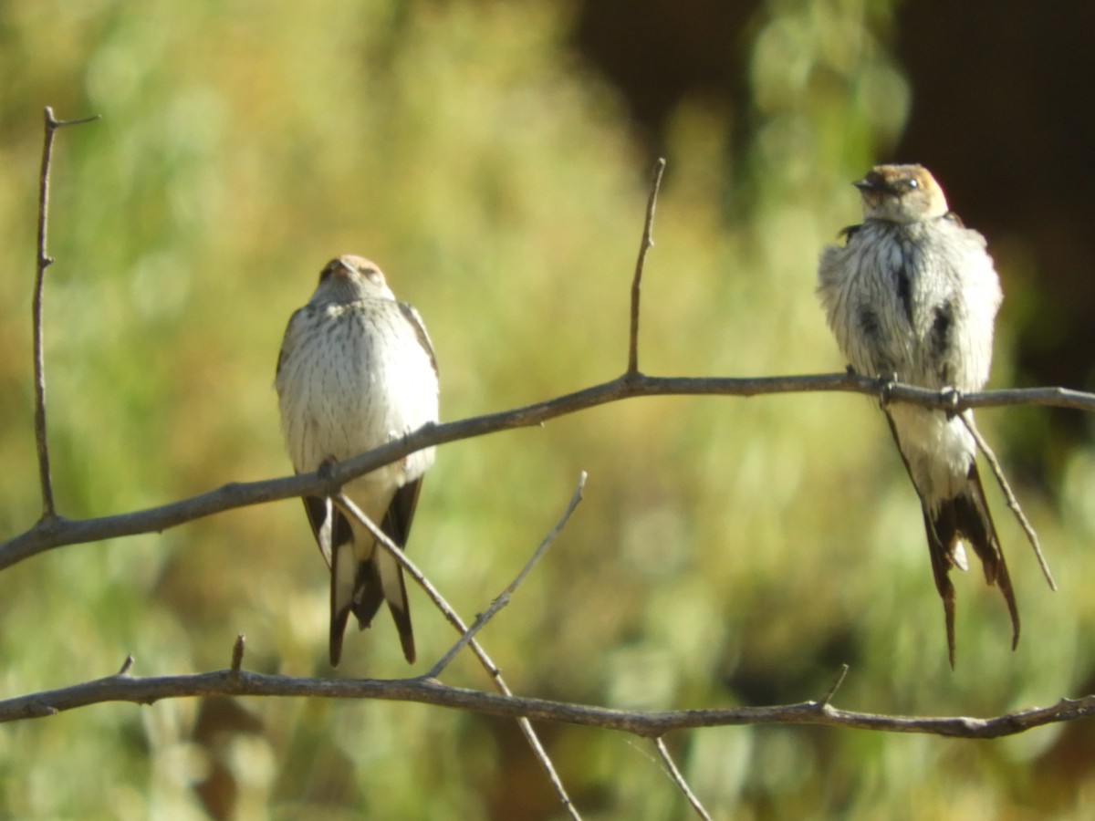 Greater Striped Swallow - ML457340251