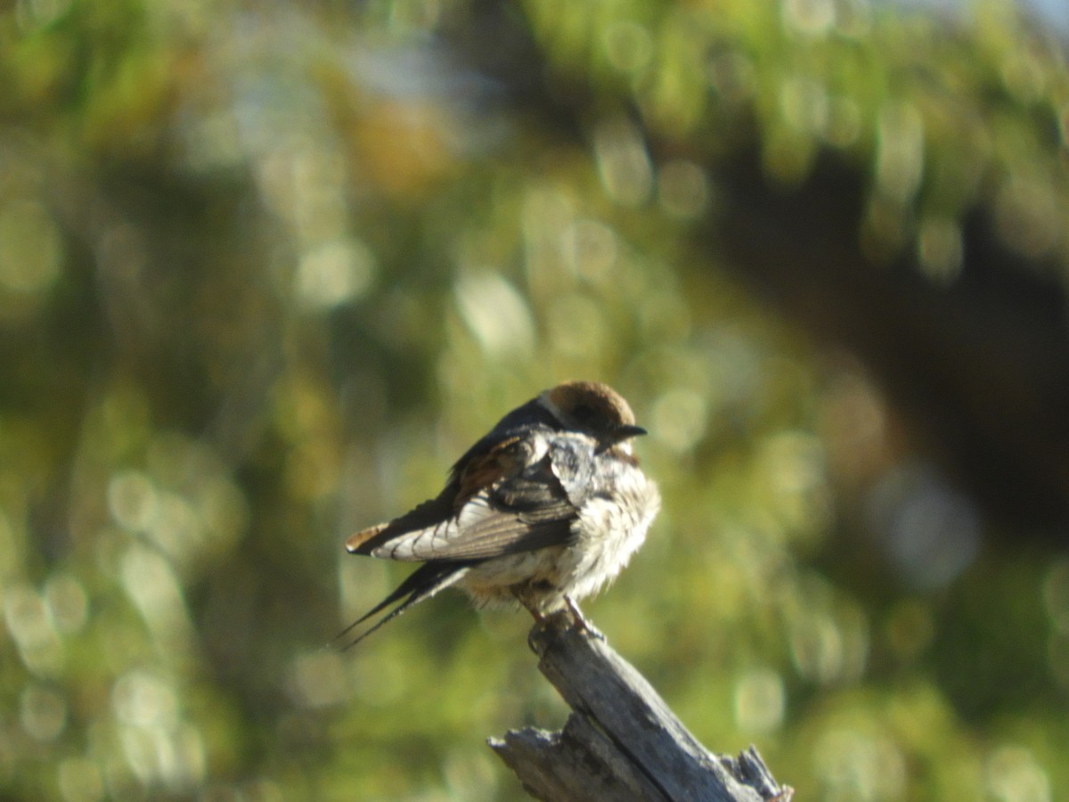 Golondrina Cabecirrufa - ML457340261