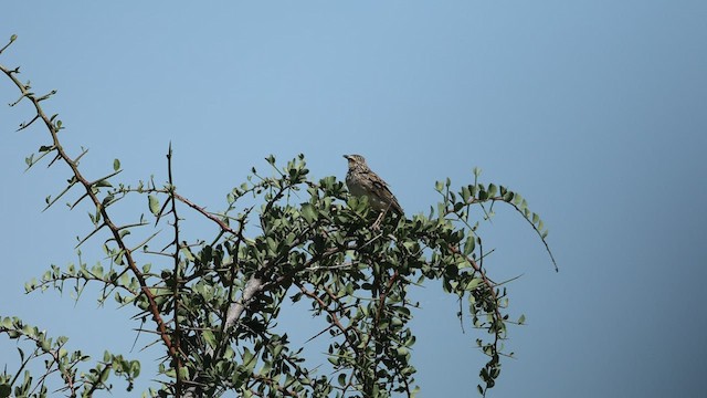 Kısa Parmaklı Toygar - ML457340271