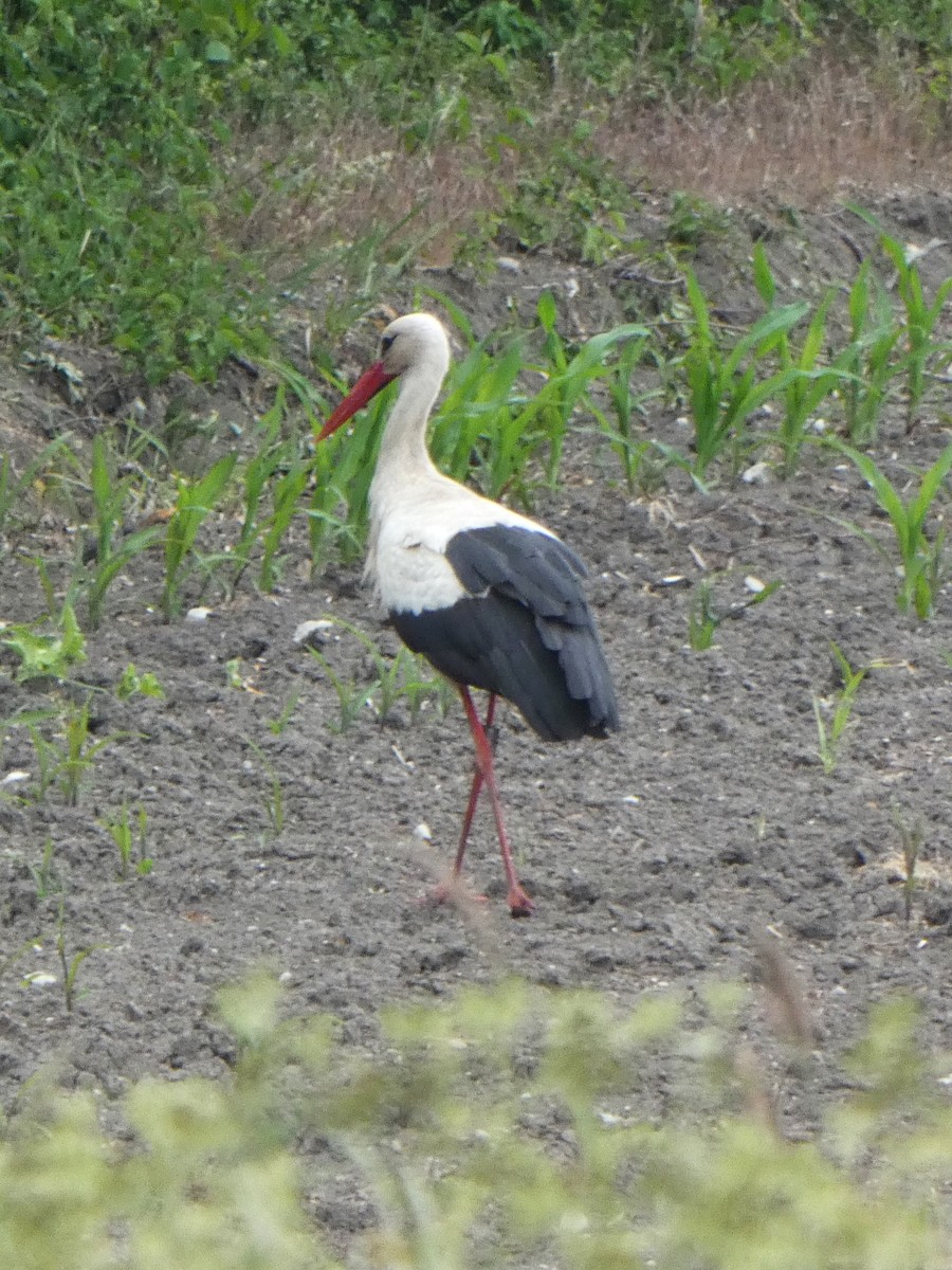 Cigüeña Blanca - ML457340771