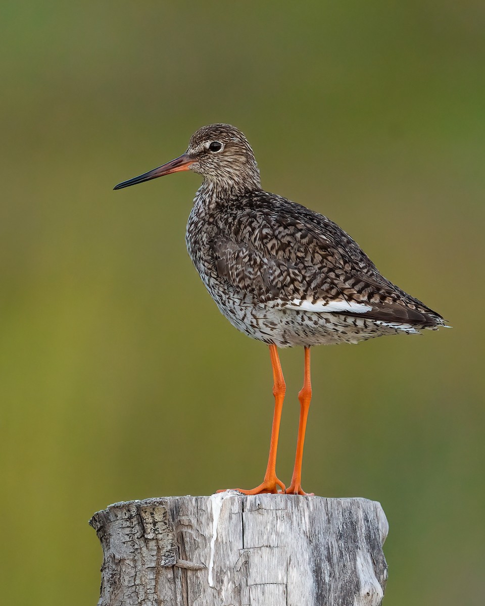 Common Redshank - Mireia Torras