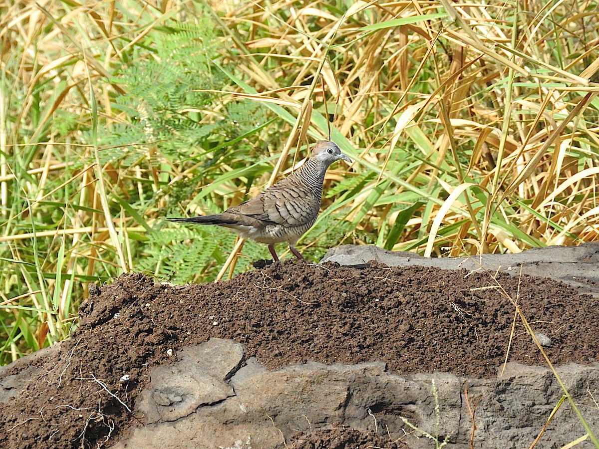 Zebra Dove - George Vaughan