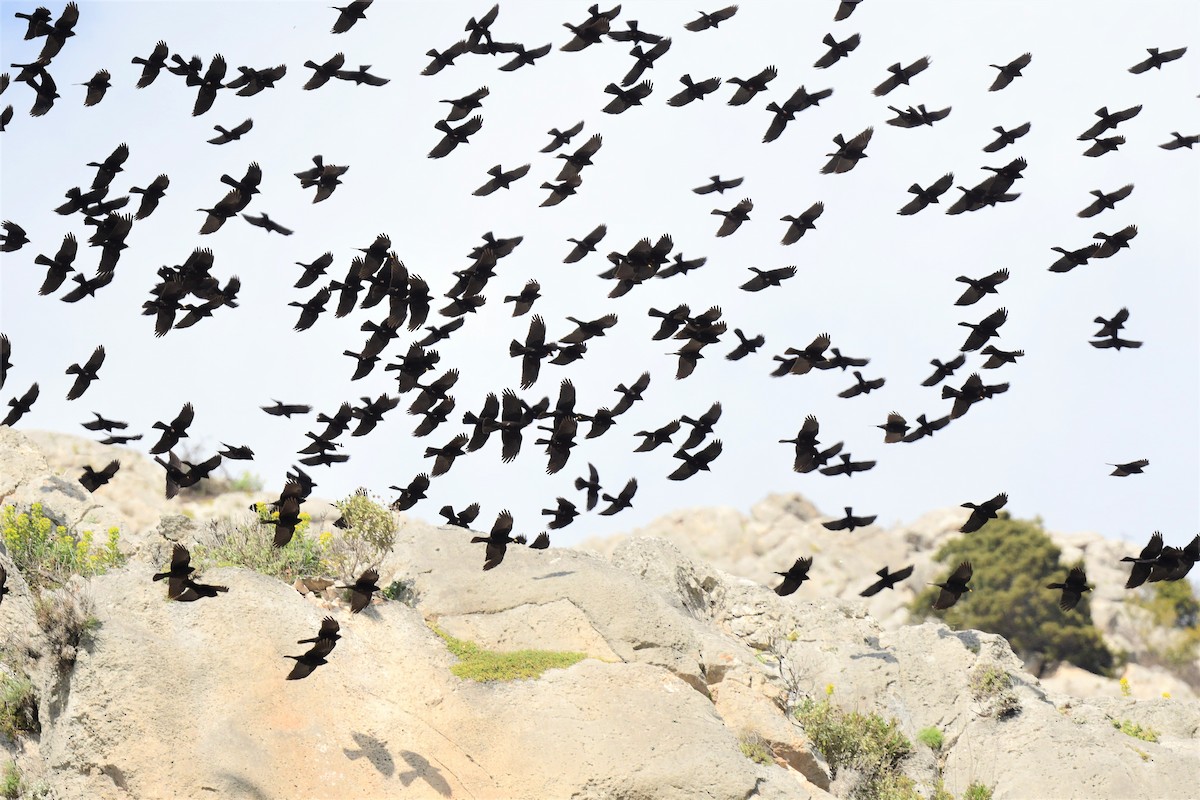 Yellow-billed Chough - ML457343411