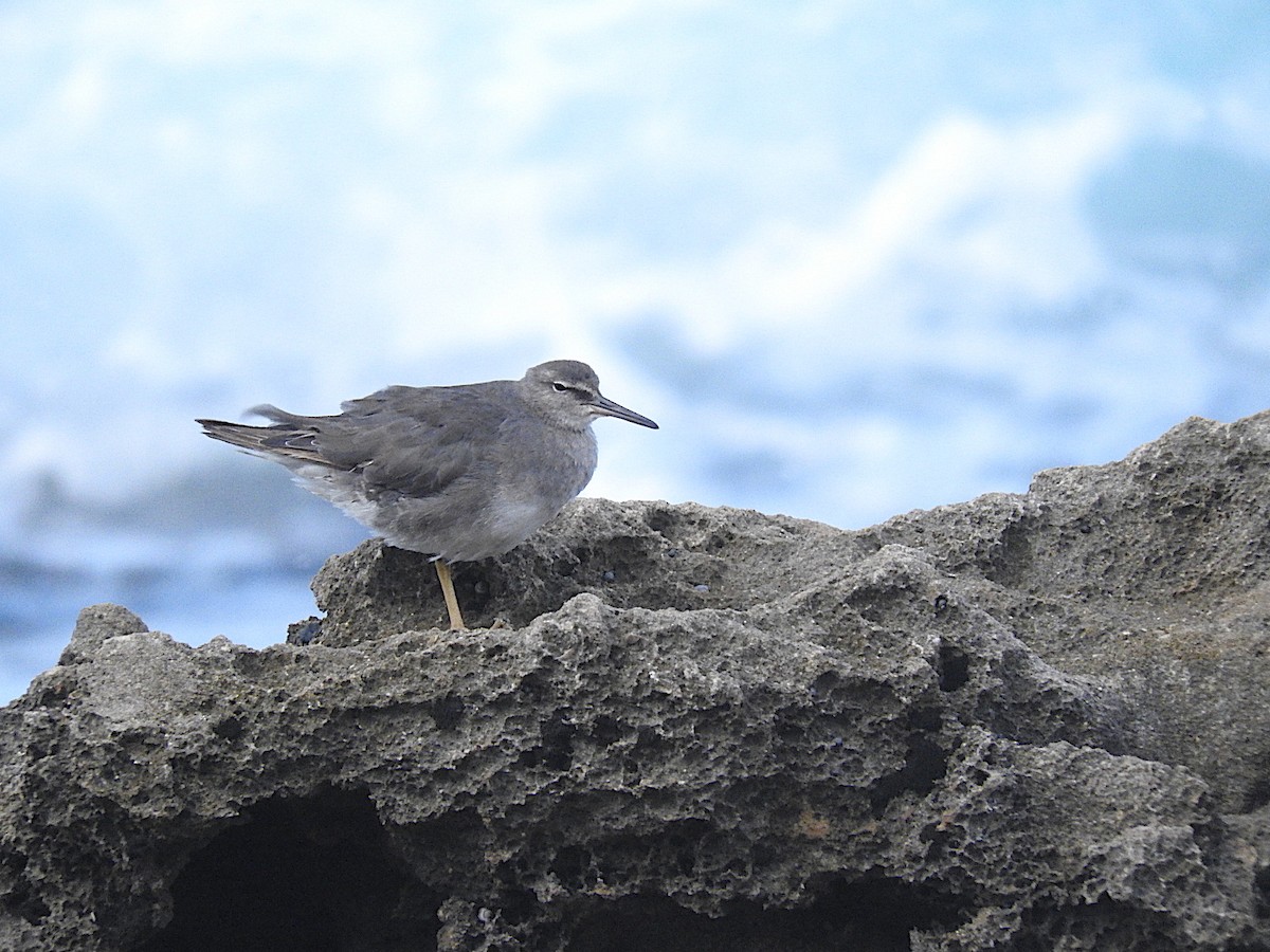 Wandering Tattler - ML457343431