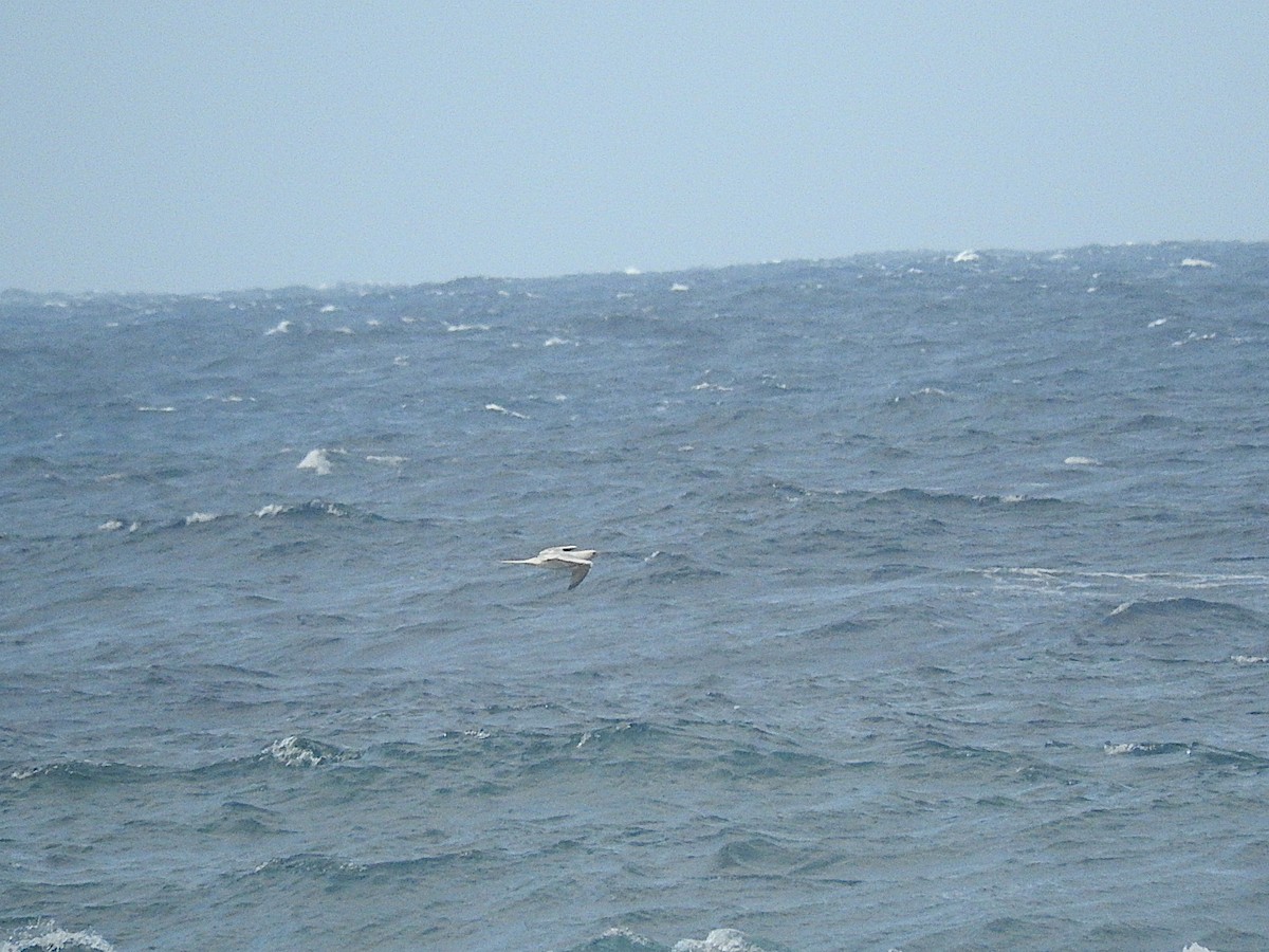 Red-footed Booby - George Vaughan