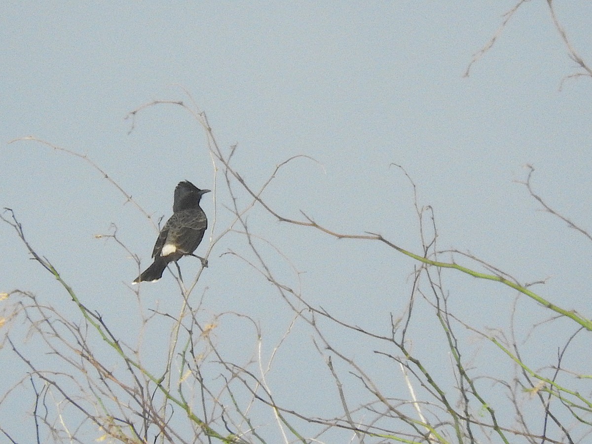 Bulbul à ventre rouge - ML457343601