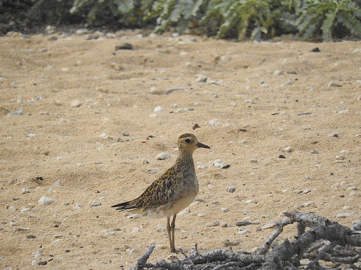 Pacific Golden-Plover - George Vaughan