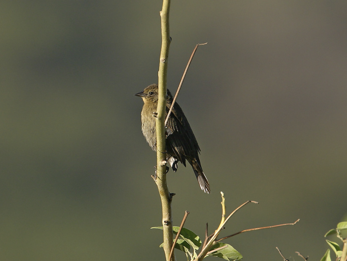 Shiny Cowbird - ML457344211