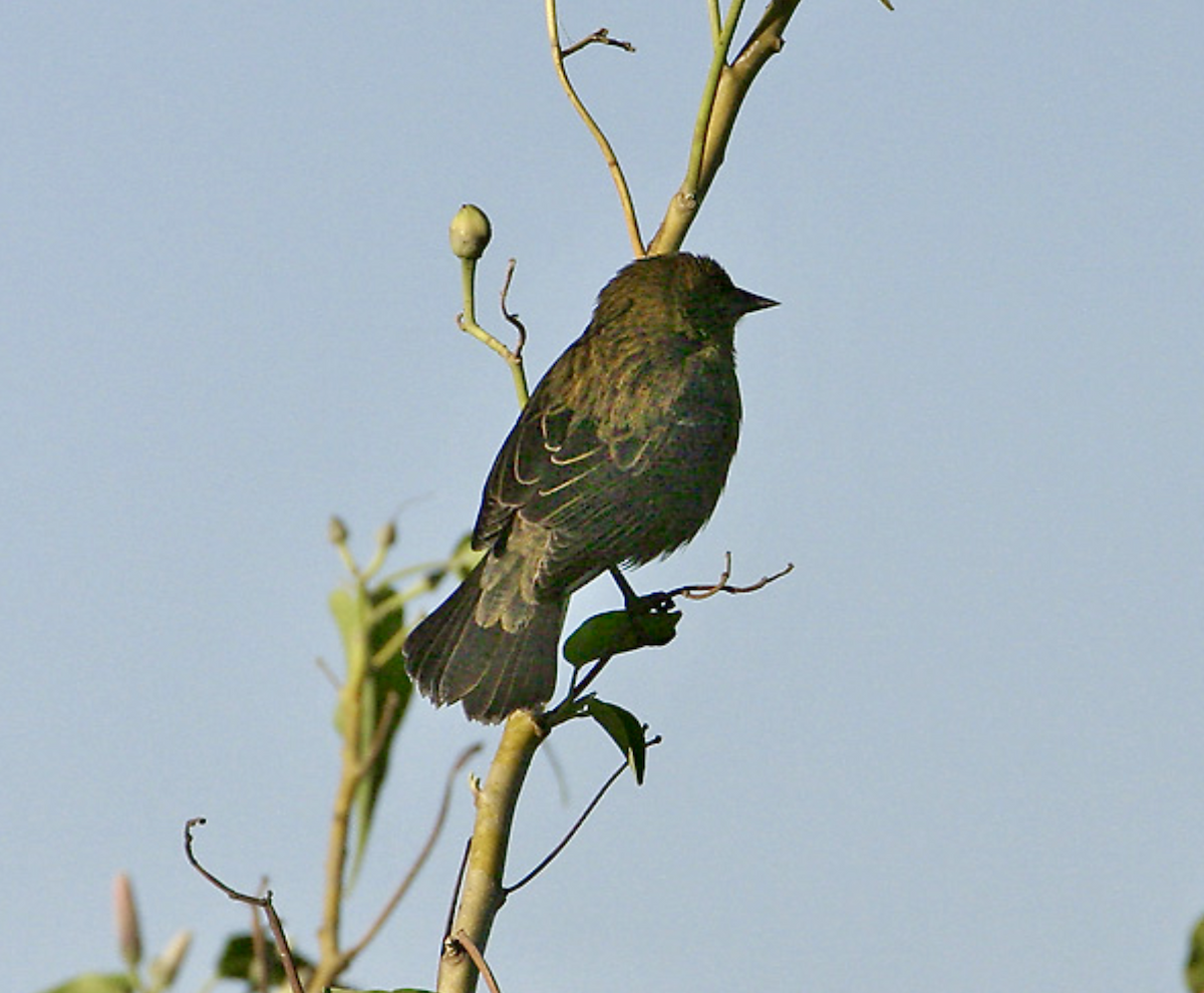 テリバネコウウチョウ - ML457344231