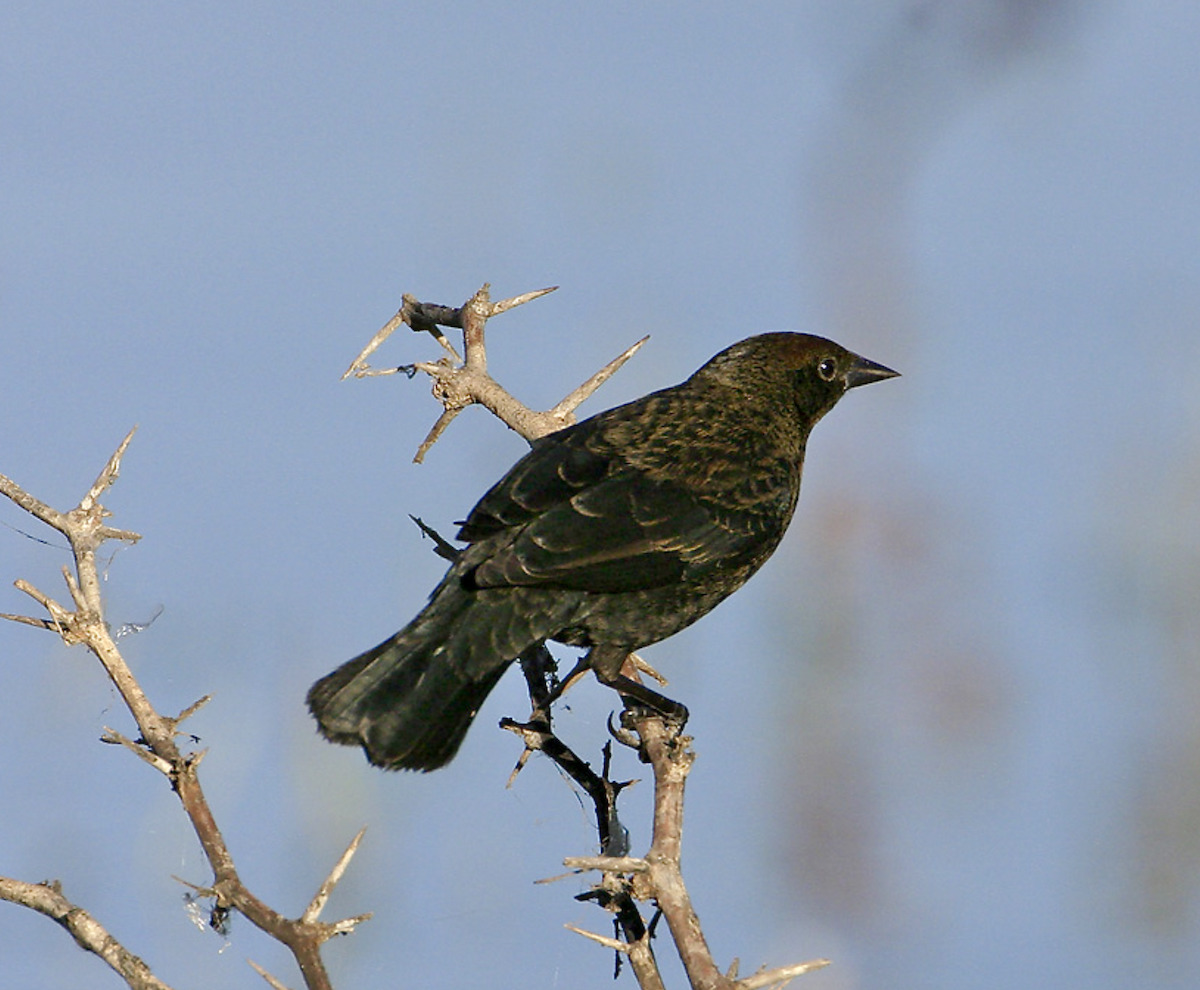 Shiny Cowbird - ML457344241