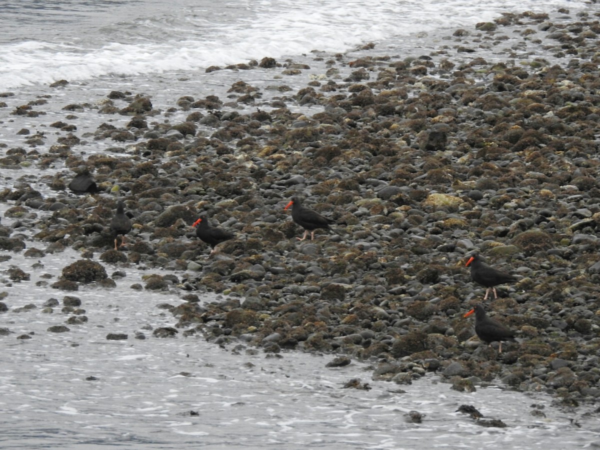 Black Oystercatcher - ML45734441