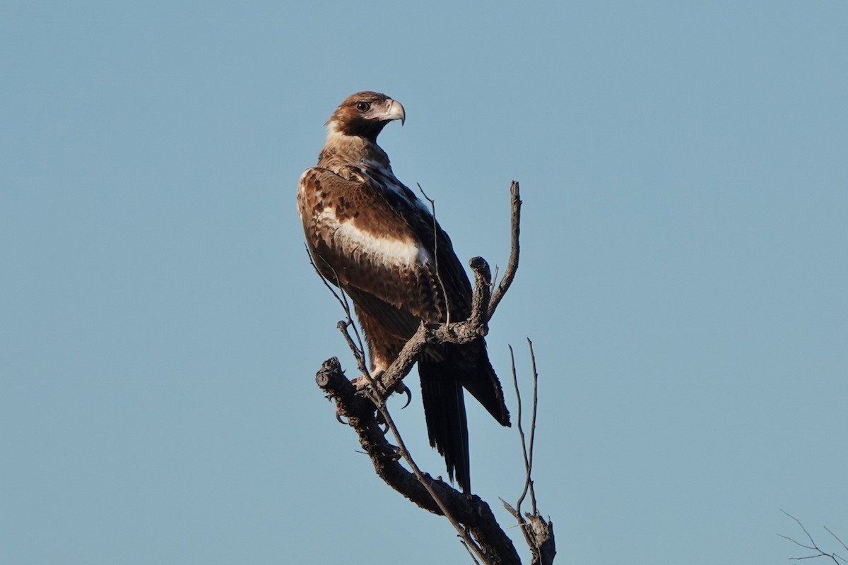 Wedge-tailed Eagle - ML457344541