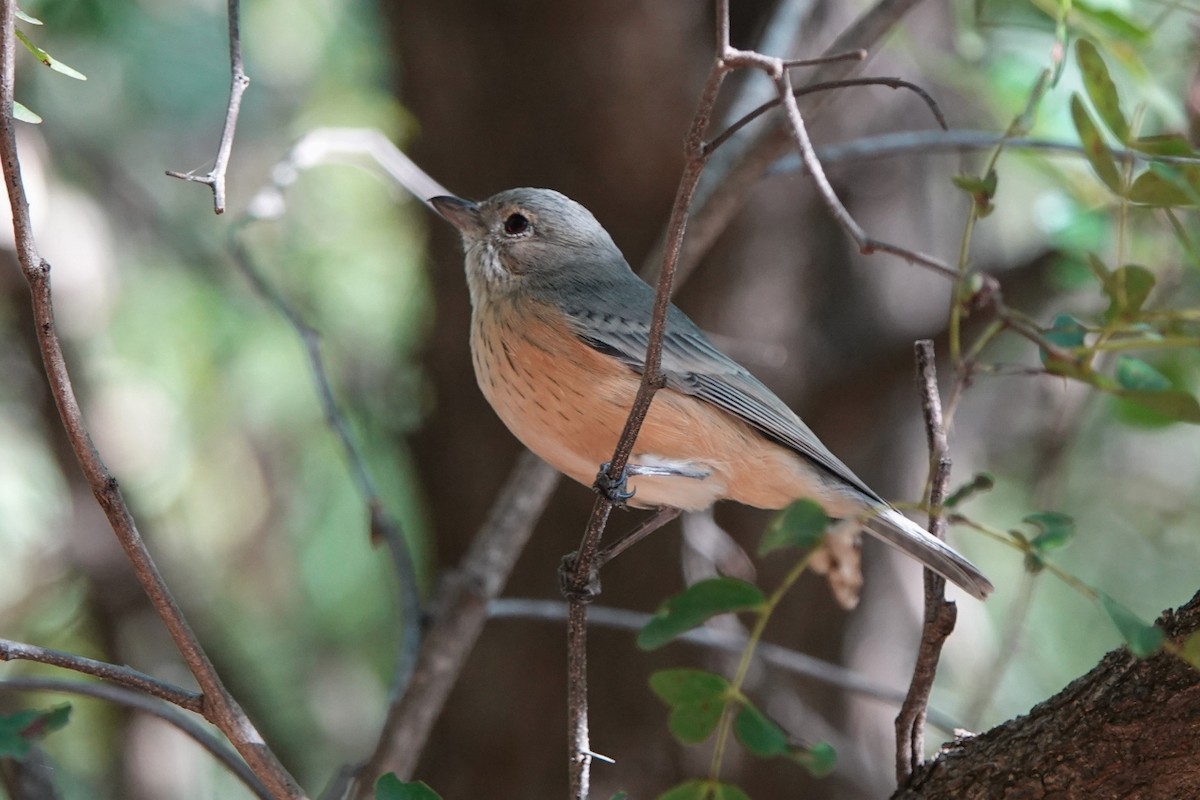 Rufous Whistler - ML457344561