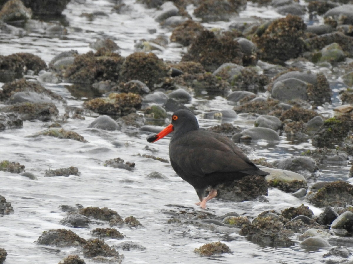 Black Oystercatcher - ML45734471