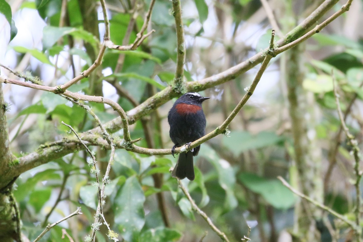 Maroon-belted Chat-Tyrant - ML457344721