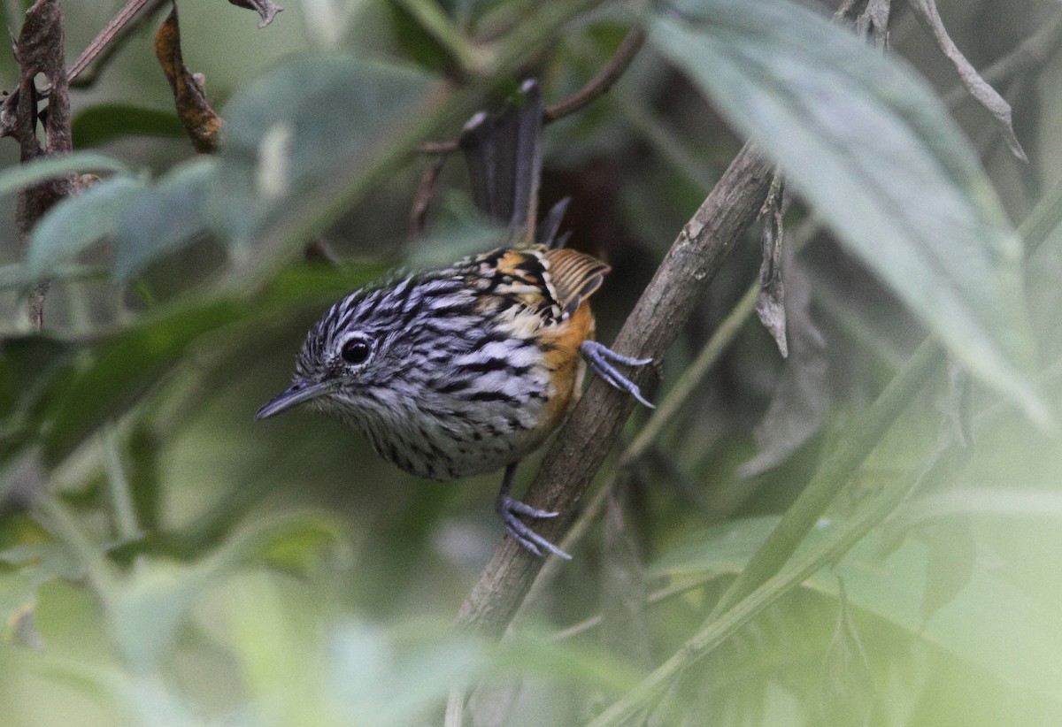 Streak-headed Antbird - ML457345891