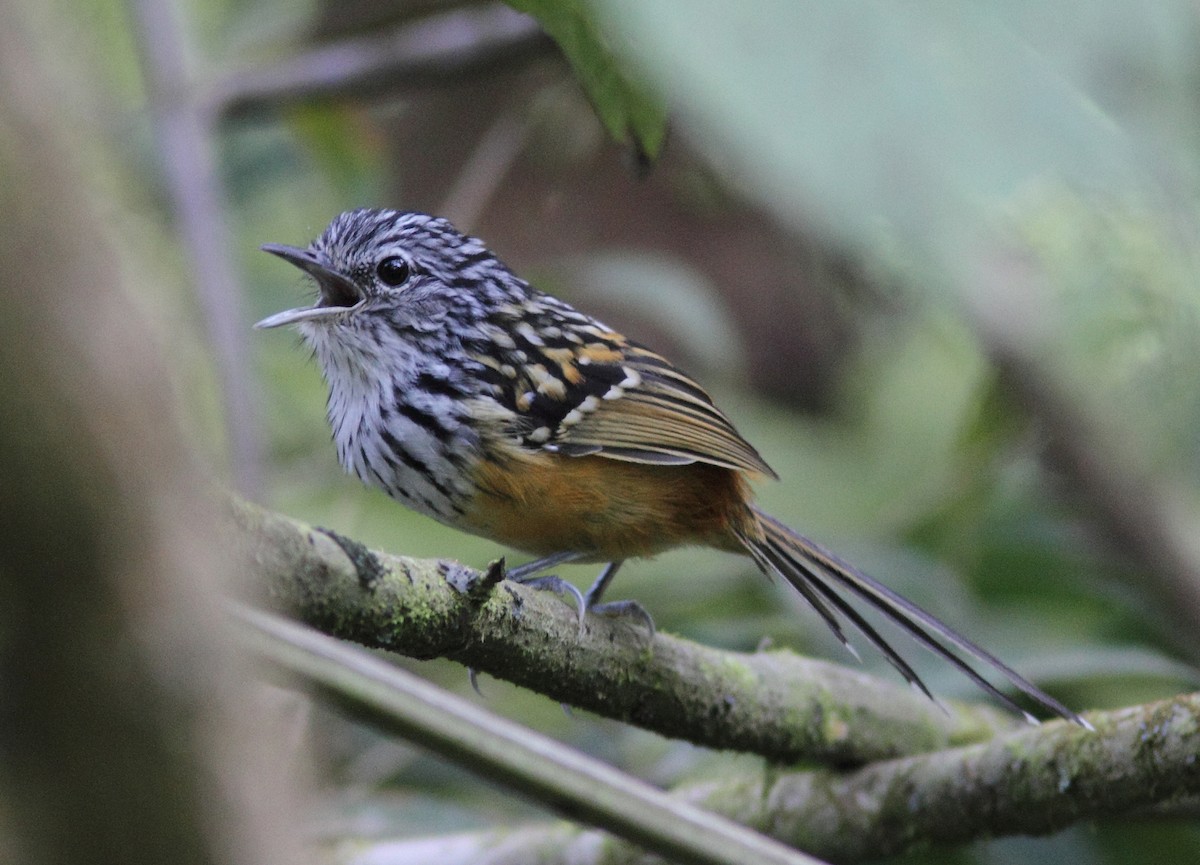 Streak-headed Antbird - ML457345901