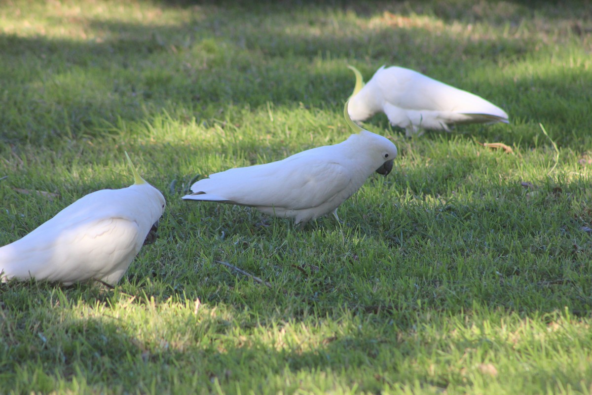 Sulphur-crested Cockatoo - ML457346281