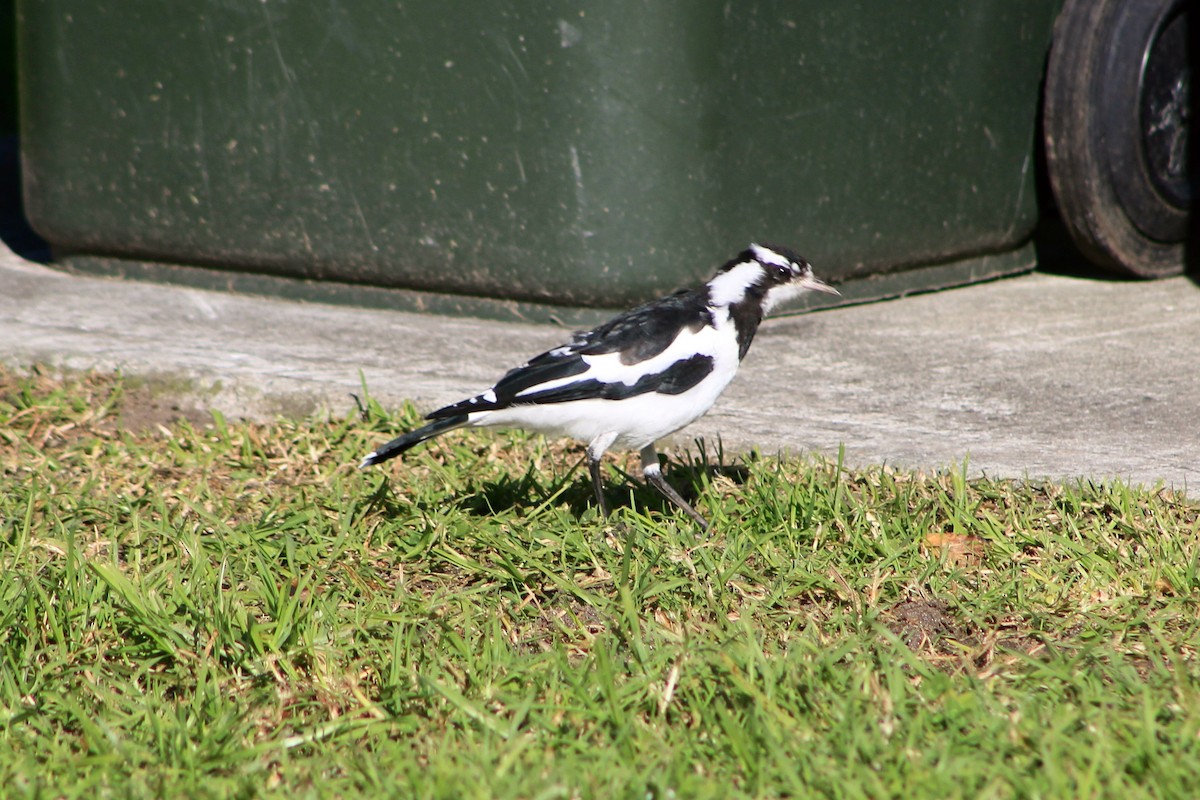 Magpie-lark - ML457346291