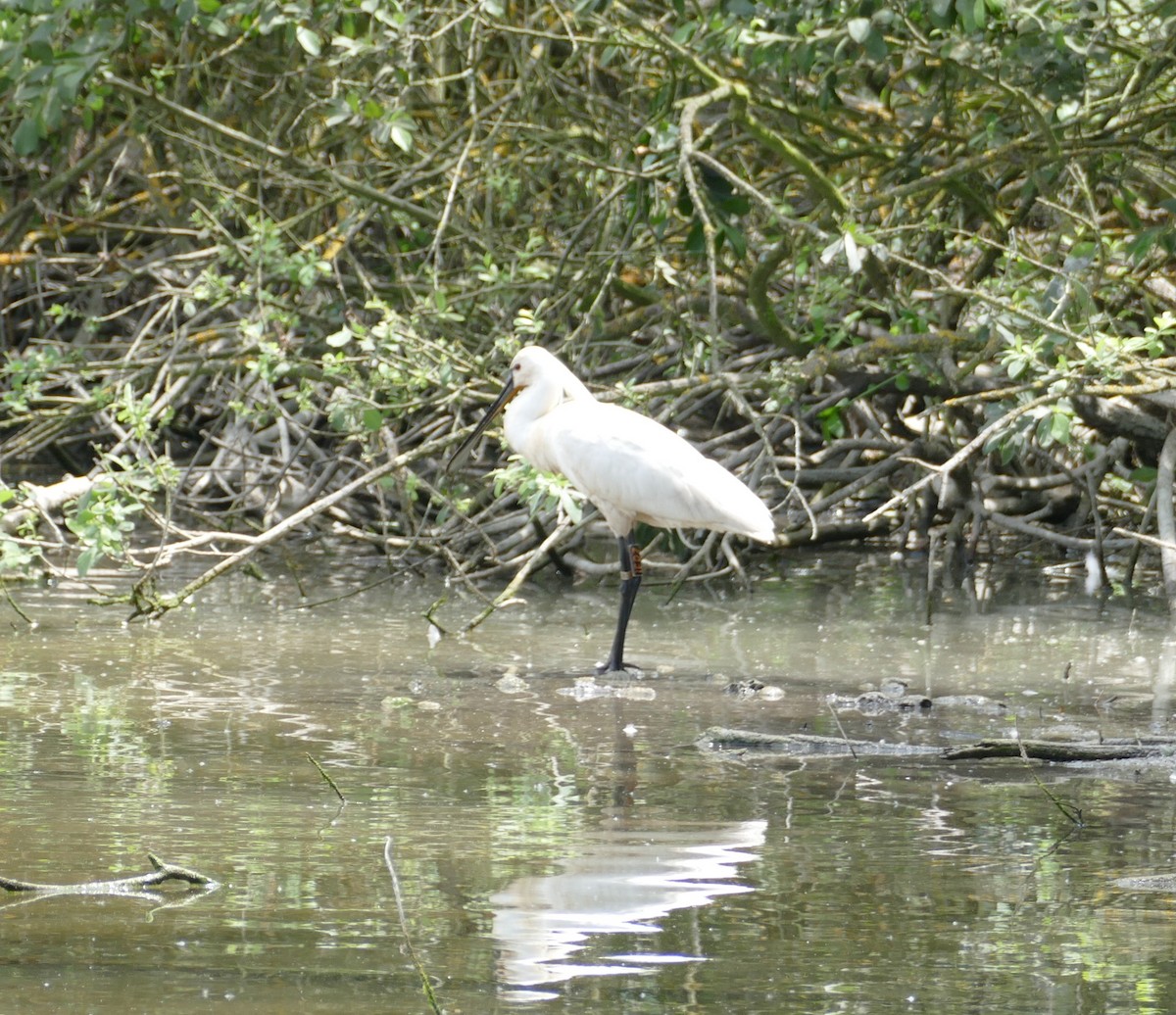 Eurasian Spoonbill - ML457346961