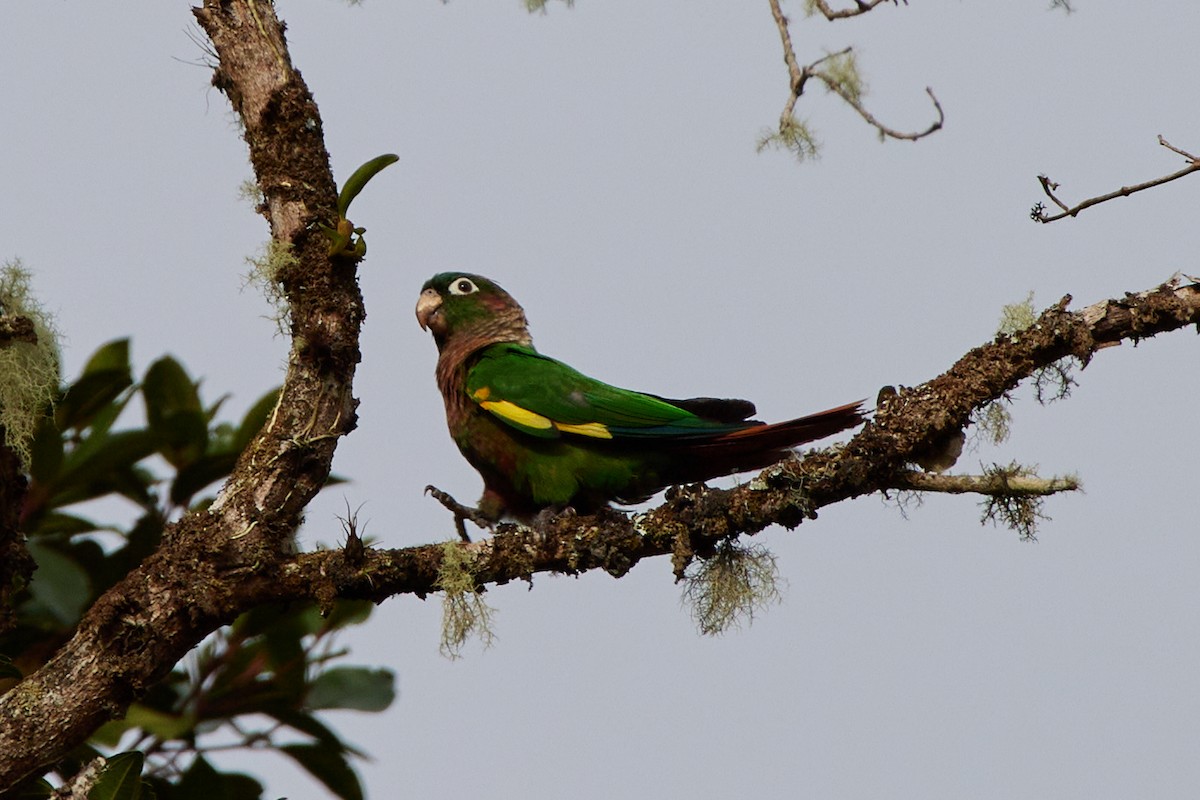 Brown-breasted Parakeet - Oliver Kell
