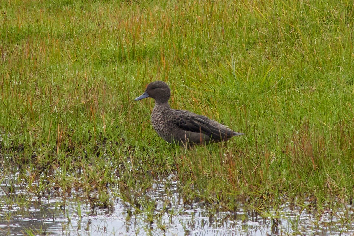 Andean Teal (Merida) - ML457347341