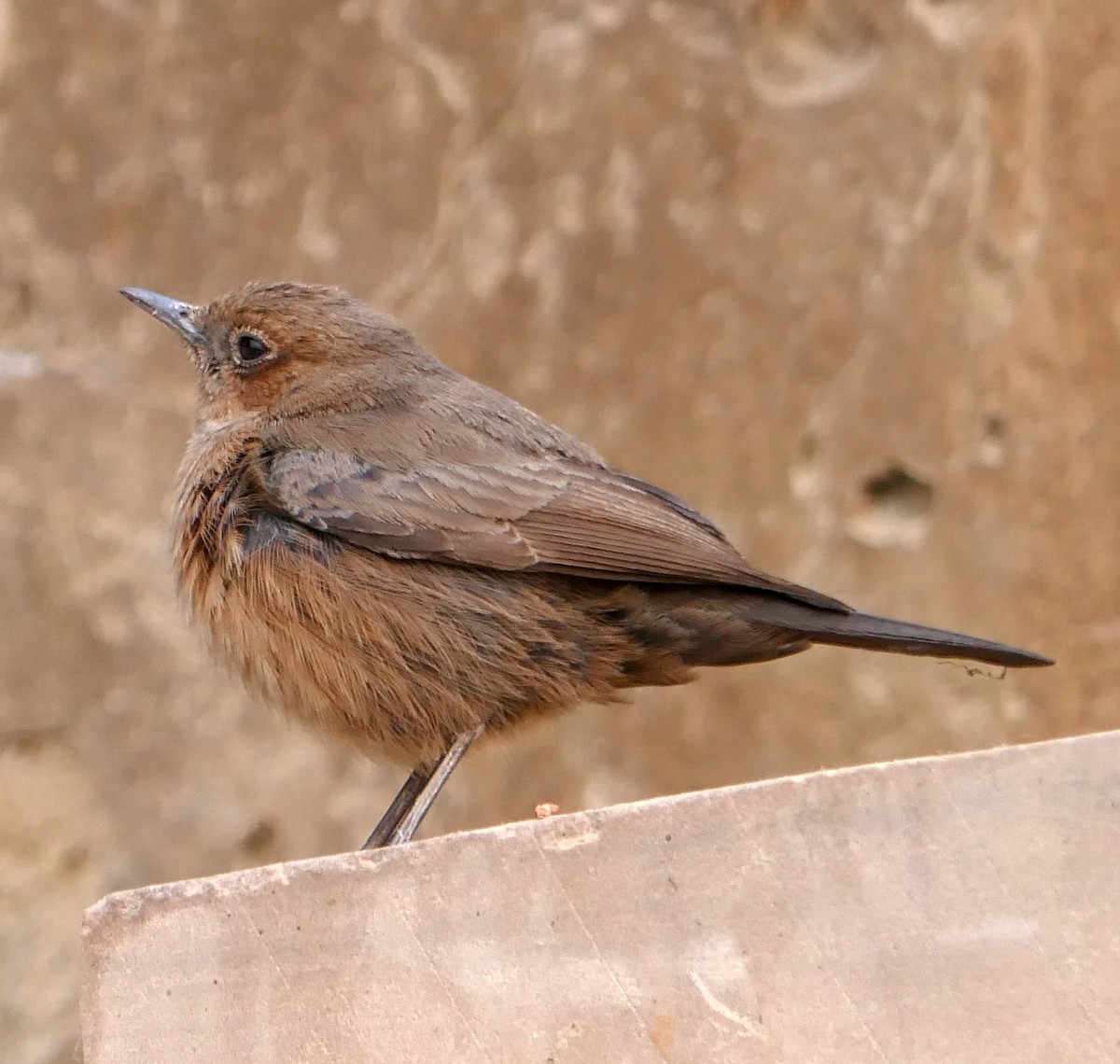 Brown Rock Chat - ML457348151