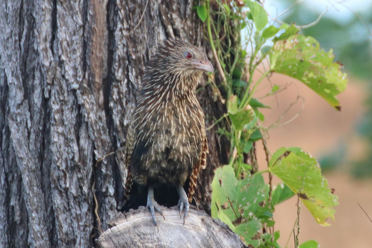 Pheasant Coucal (Pheasant) - James Lambert