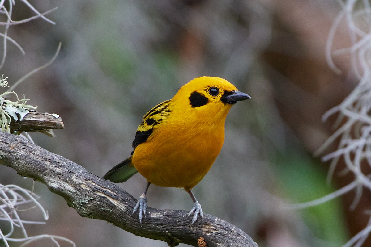 Golden Tanager (aurulenta Group) - ML457349591